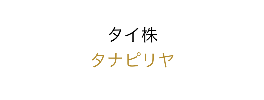 タイ株　小売小型株　タナピリヤ社