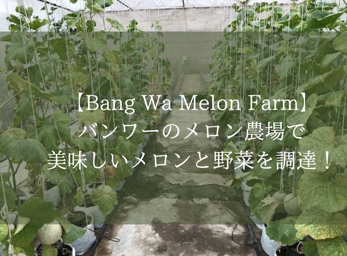 Bang Wa Melon Farm】バンワーのメロン農場で美味しいメロンと野菜を調達！－働く駐妻 in バンコク